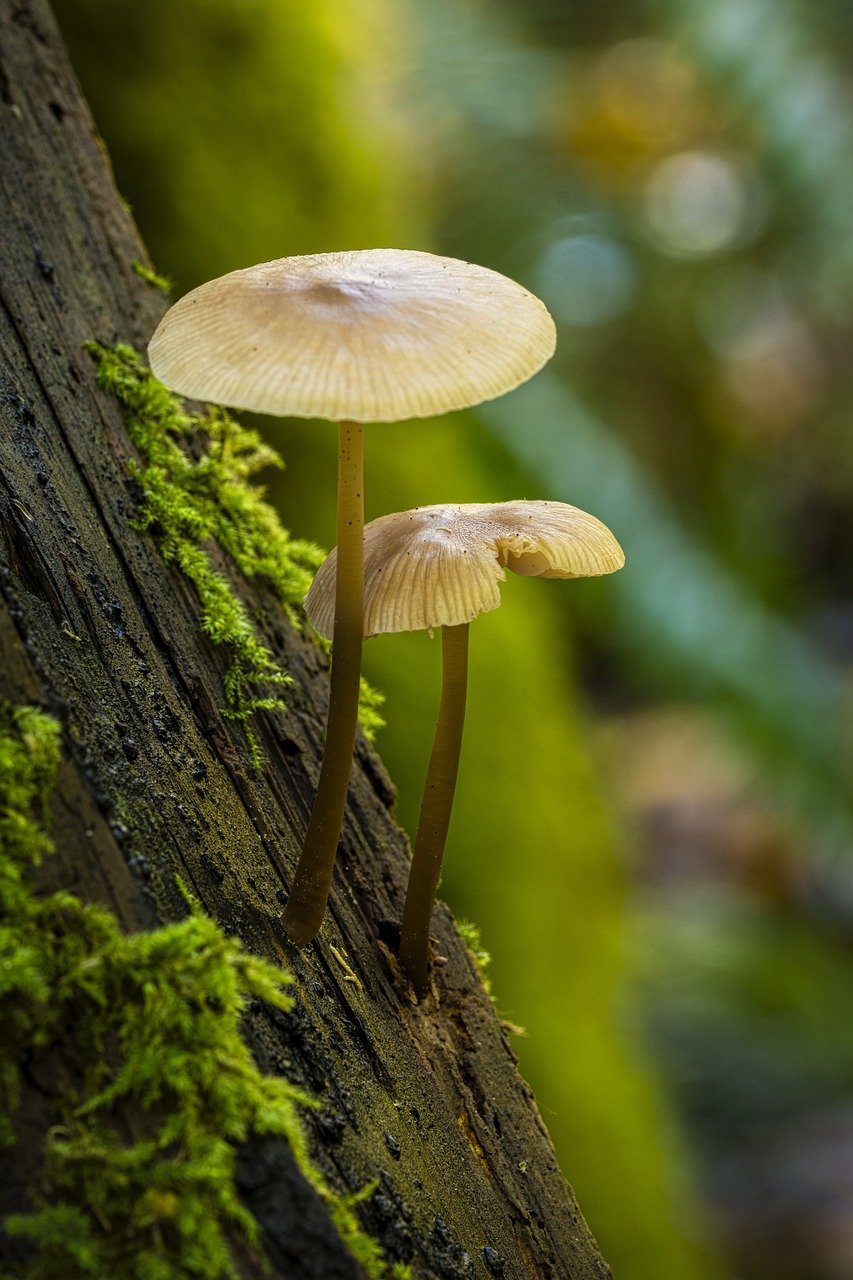 Le rôle des bactéries et des champignons, un autre regard sur le monde du vivant