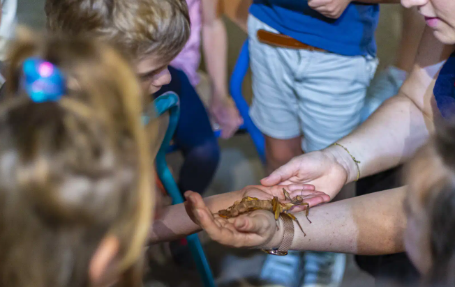 Fête de la Science - Atelier "Le monde des insectes"