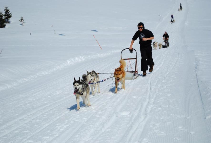 Chiens de traineau