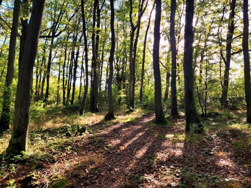 Bois Monsieur et Saint-Eloi 