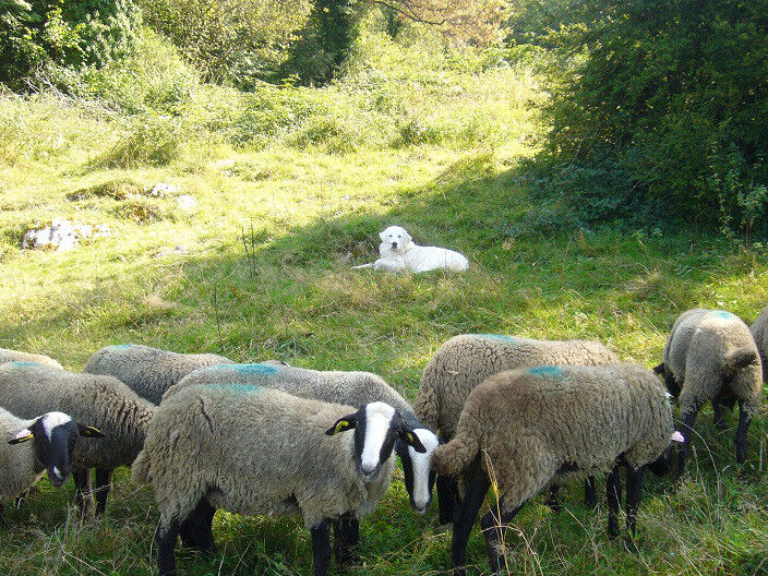 Chevriers d'Echazeaux