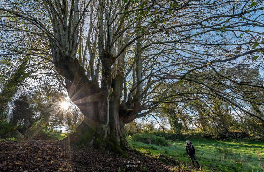 The venerable Tilleul de la Combe droit and the little world of bocage