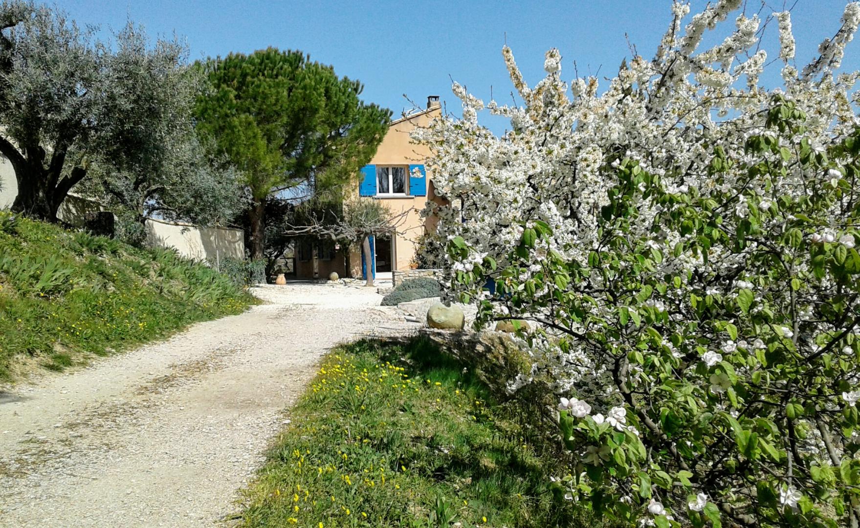 Arrivée bordée de cerisiers en fleurs