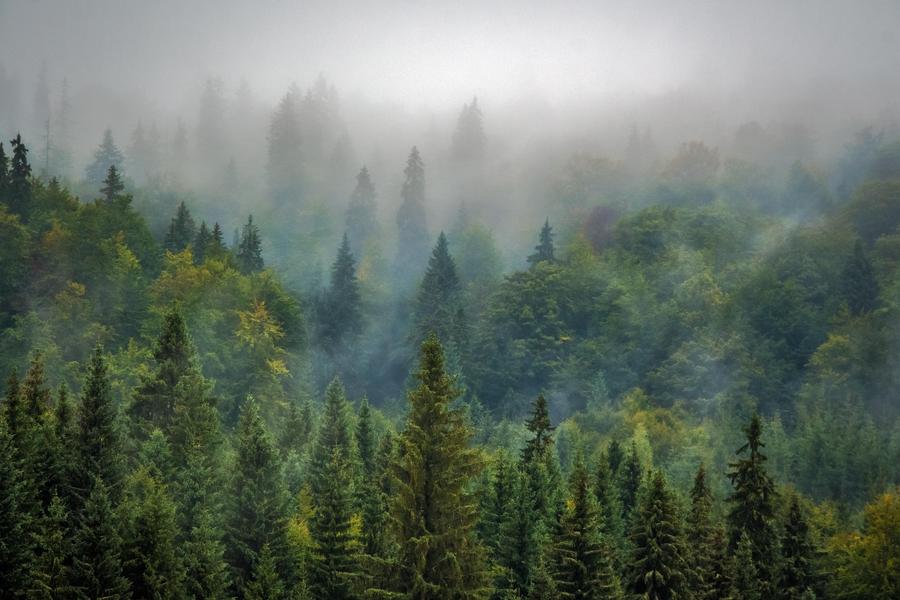 forêt avec du brouillard