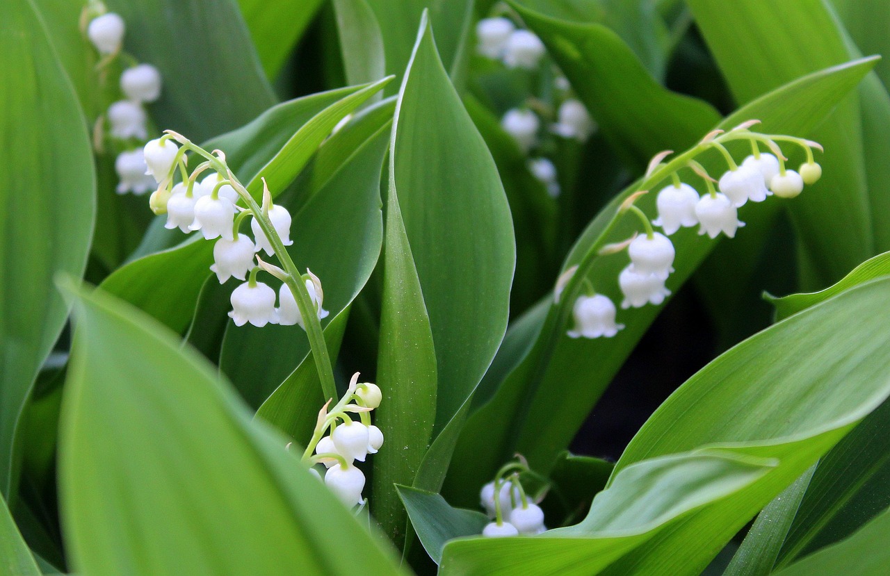 Balade du Muguet