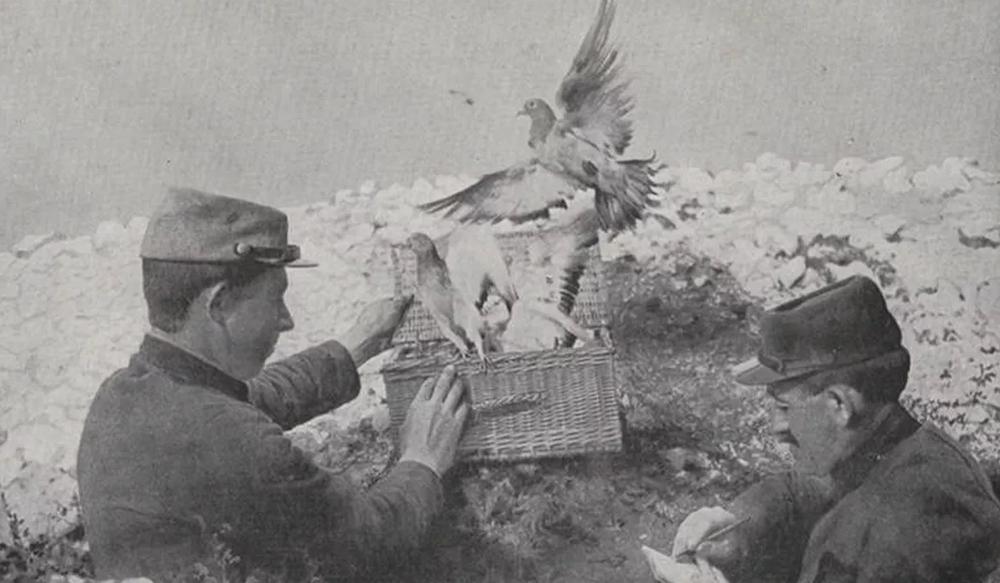 Visite guidée - Les animaux dans la Grande Guerre