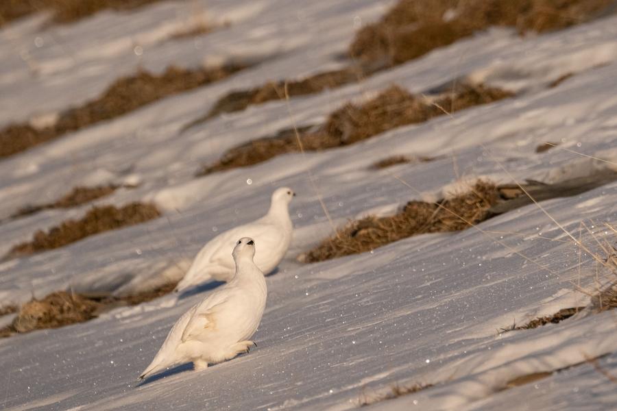 lagopèdes - © Mireille Coulon