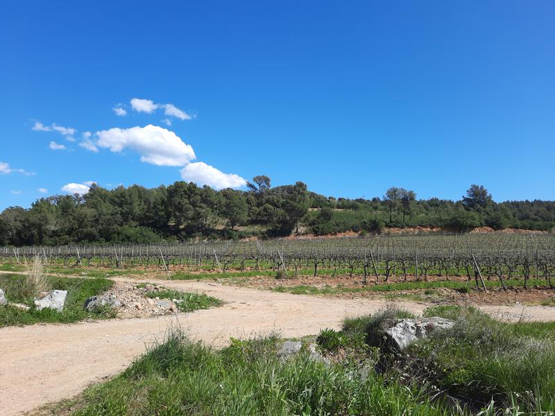 Balade dans les Vignes au Château des Bormettes à La Londe-les-Maures