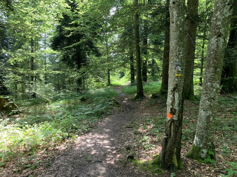 Chemin forestier Chemin forestier