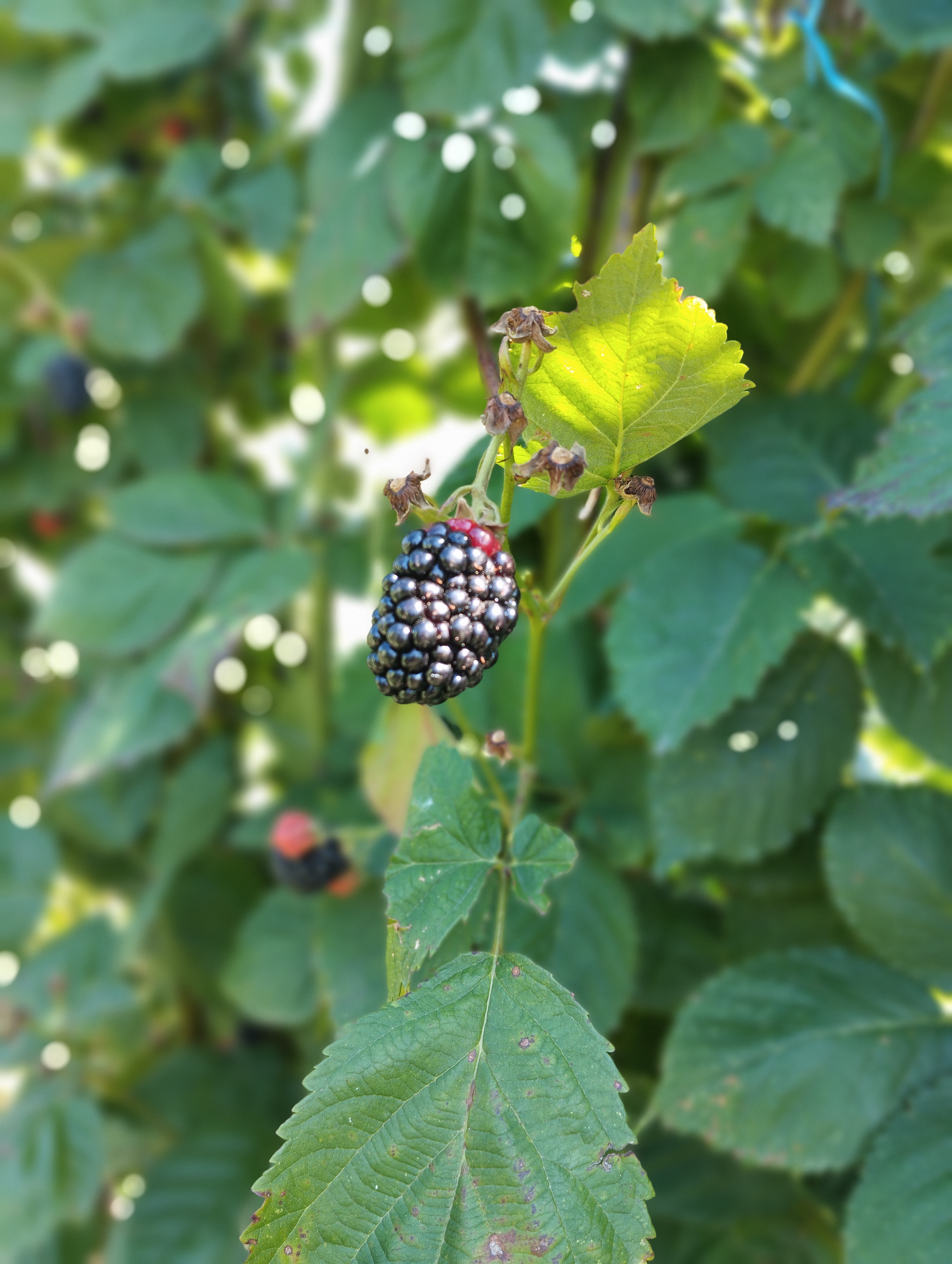 Duvernay Frères - photo 3