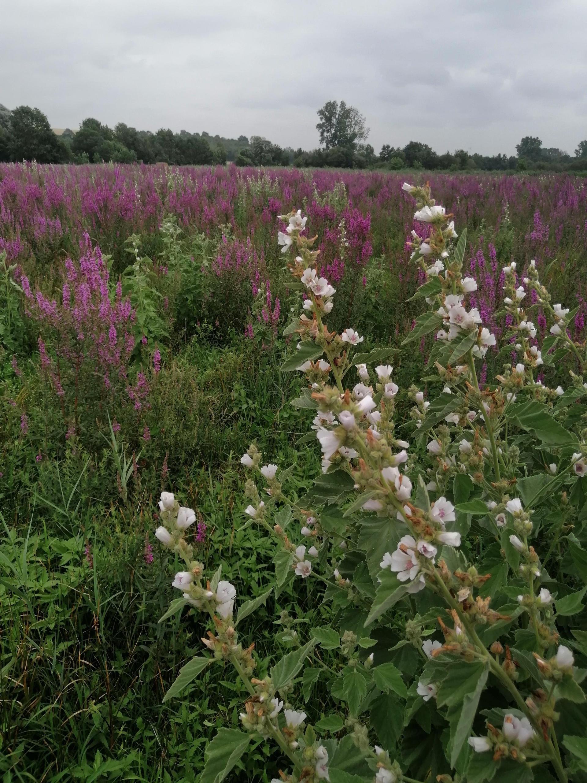 Vallée de la Trézence, une zone humide vitale
