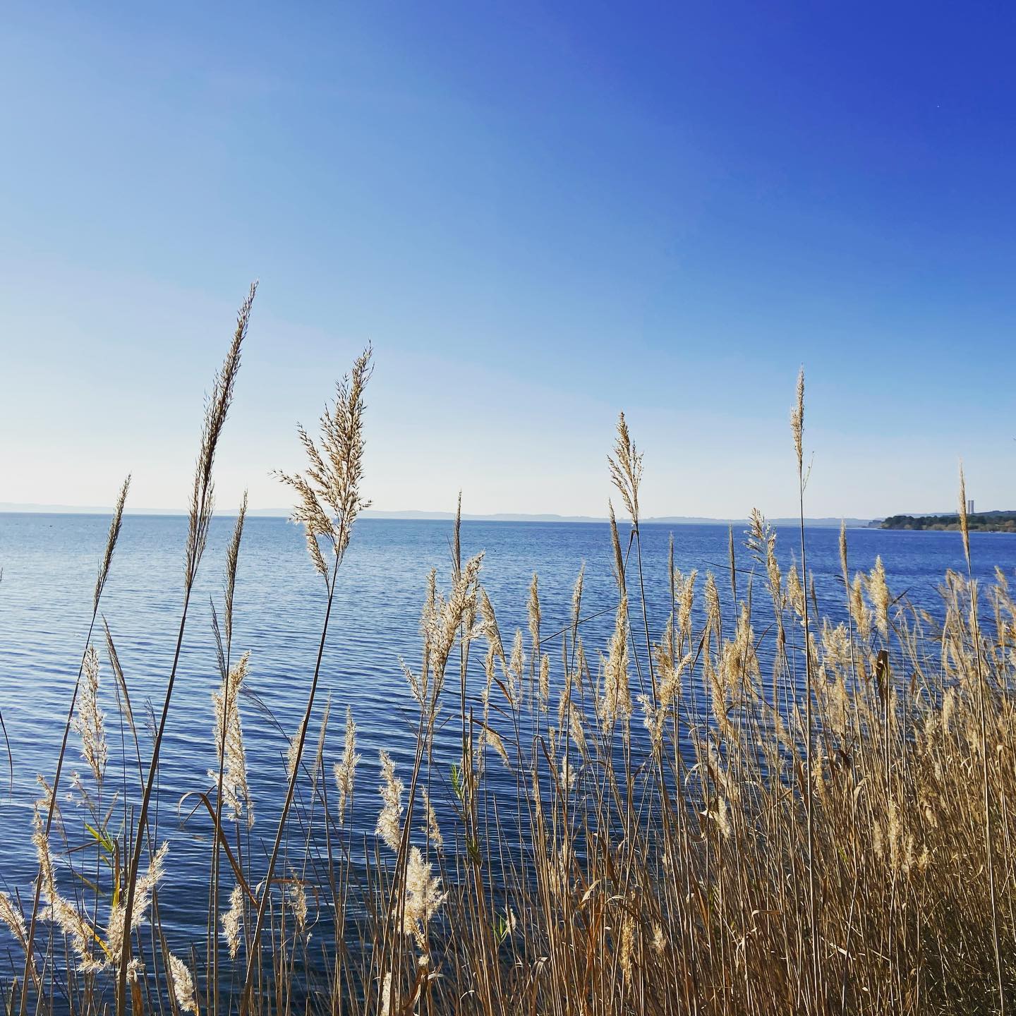 SCEA DOMAINE DE SURIANE, Saint-Chamas - photo 9