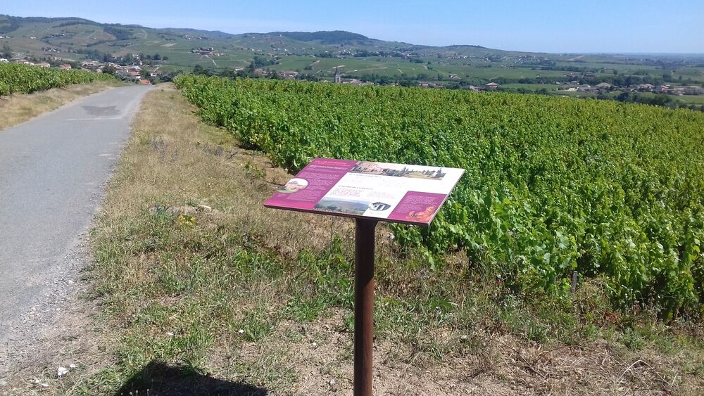 Balade Côte du Py Villié Morgon