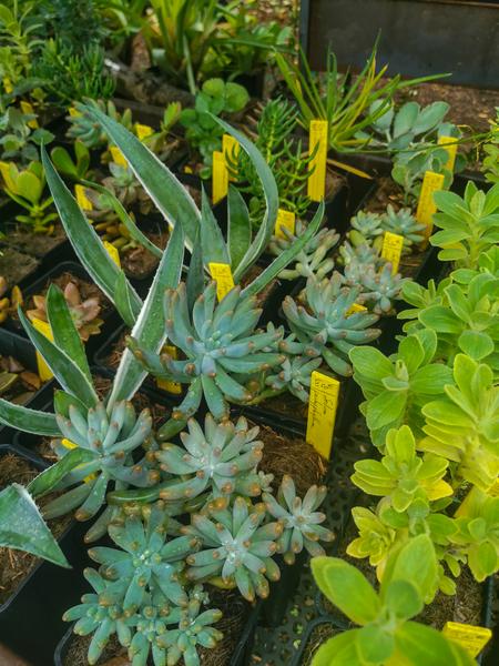 La pépinière du Domaine du Rayol_Rayol-Canadel sur Mer