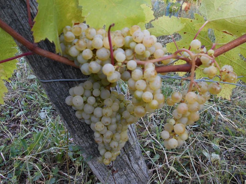 Domaine Antoine Véronique Cerdon