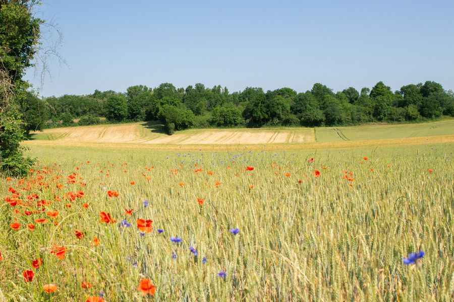 Sentier Bois de Cotance Pérouges