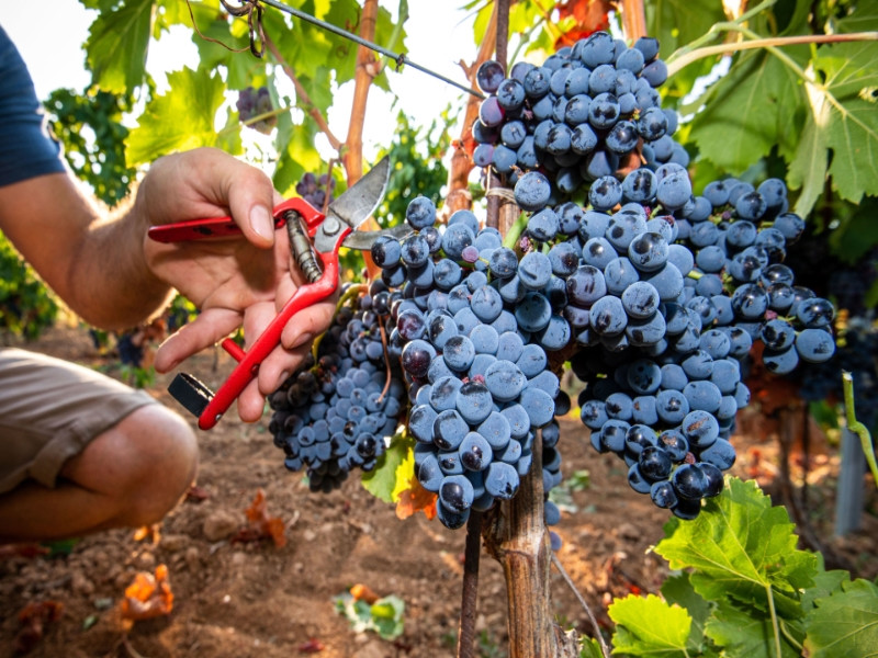 Domaine du Paternel - photo 2