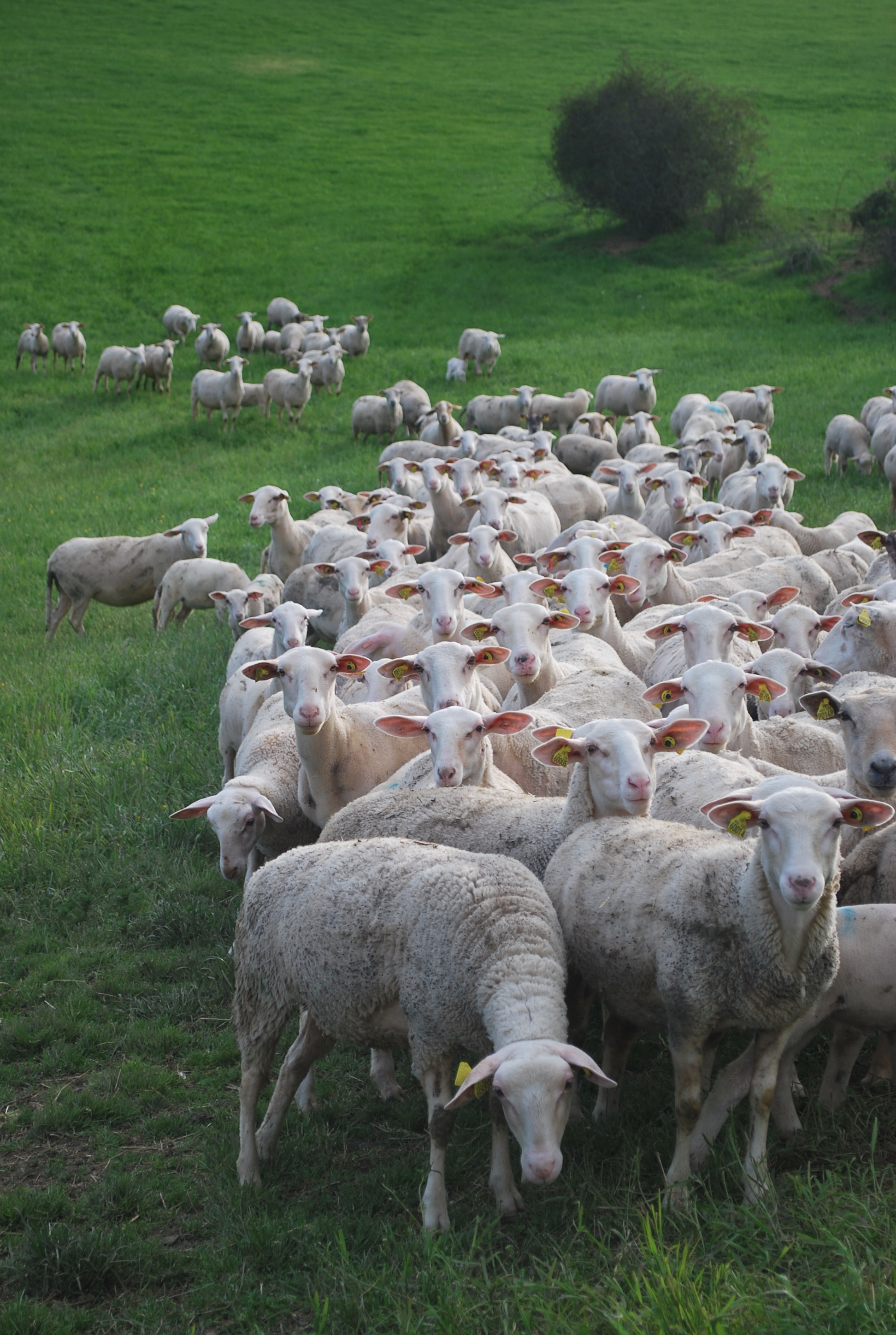 mouton1.JPG