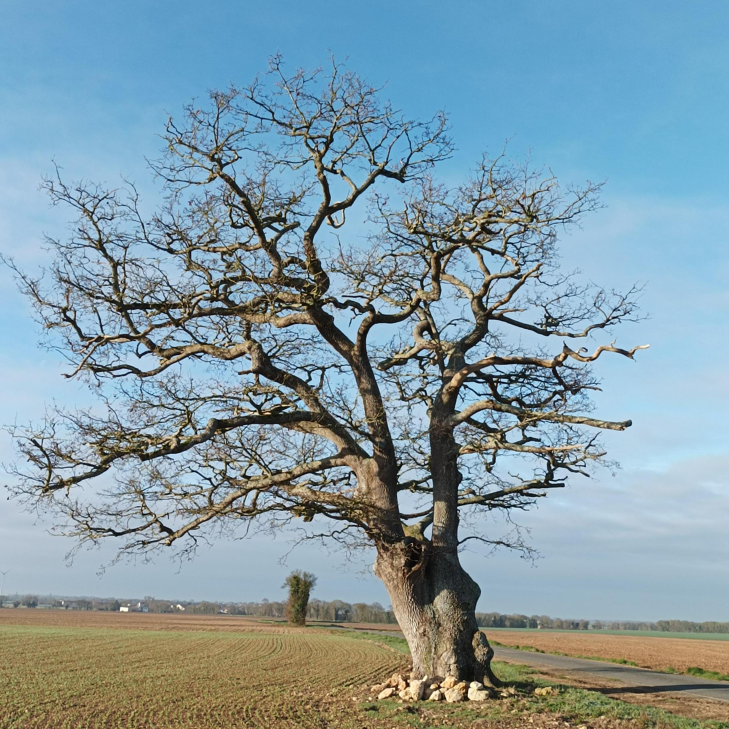 Quels arbres pour demain ?