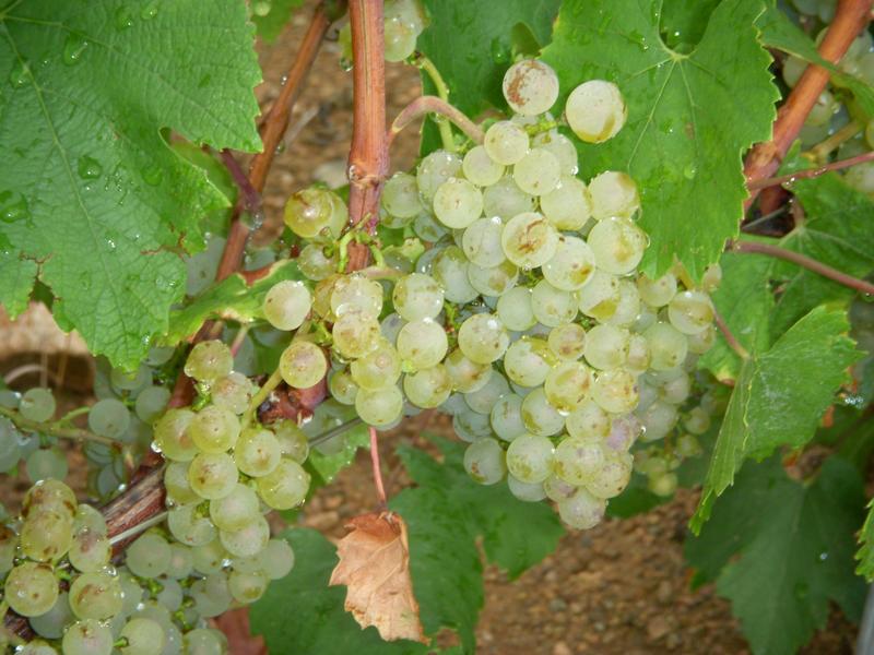 grappe de chardonnay