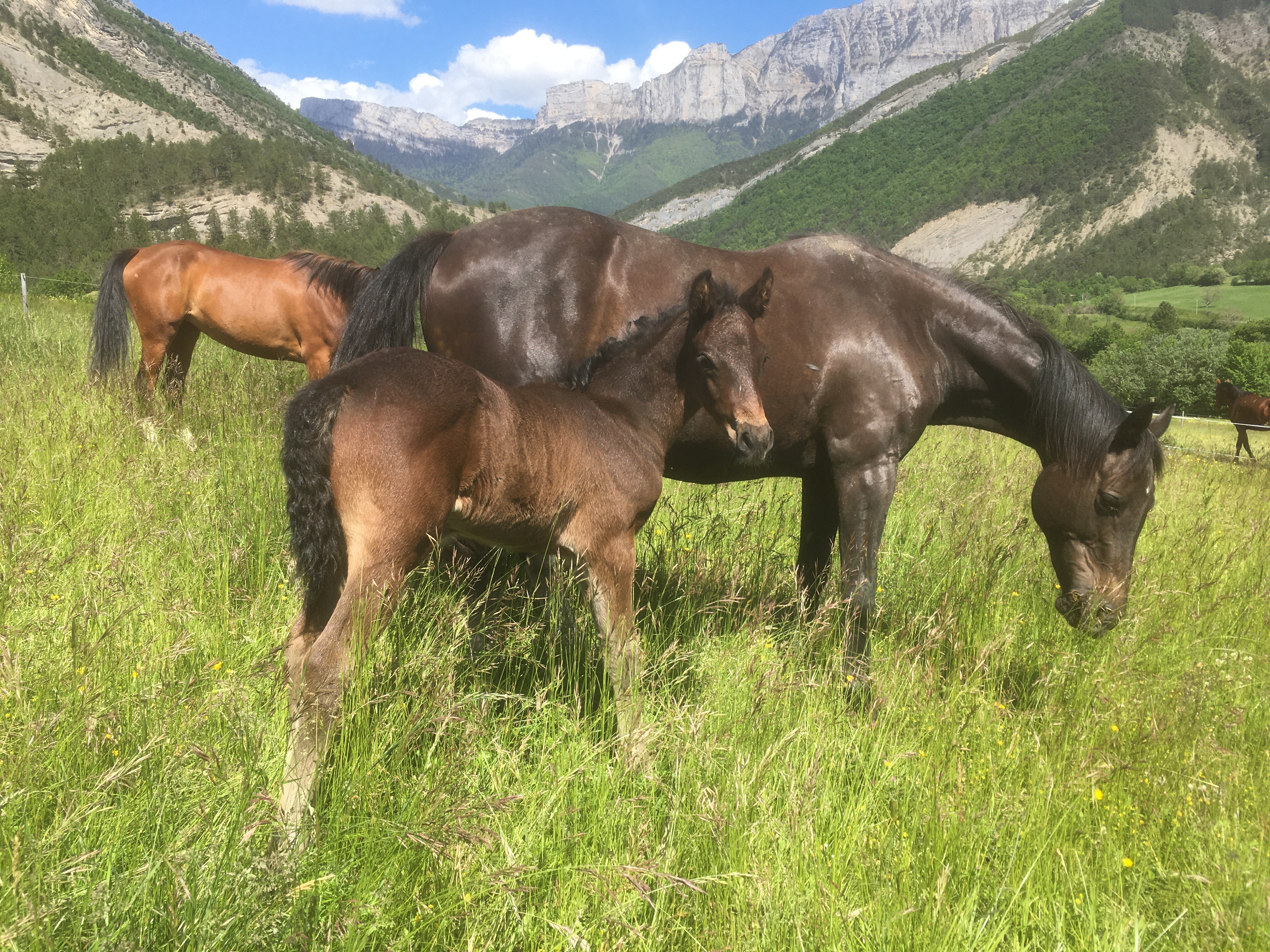 Troupeau chevaux à l'herbe