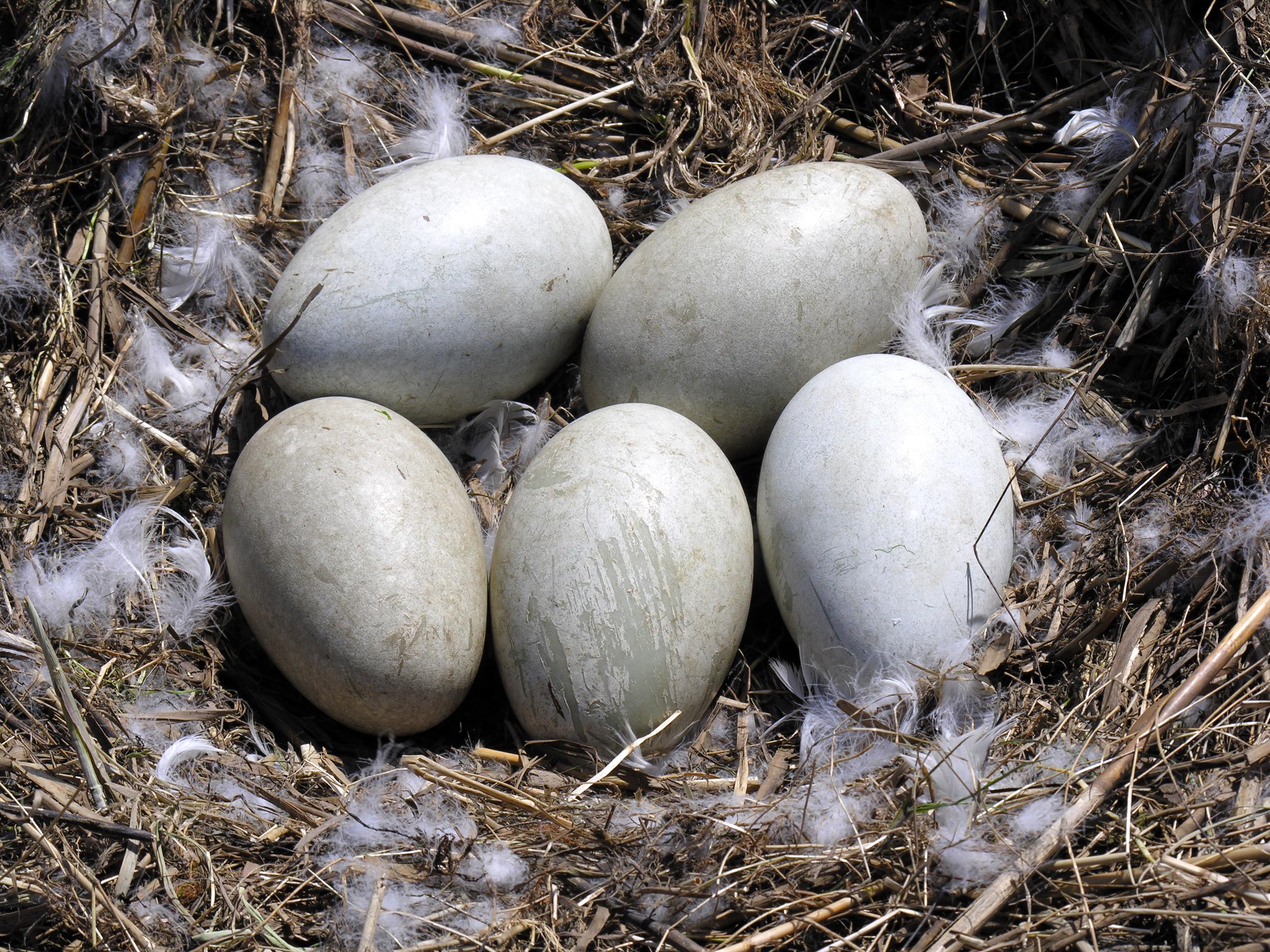 C'est quoi un œuf ?