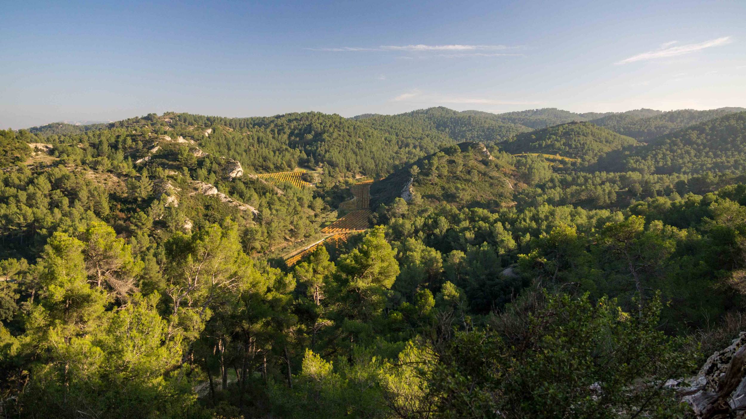 SAINT-ÉTIENNE-DU-GRÈS - La grande pinède des Alpilles, Saint-Étienne-du-Grès - photo 3