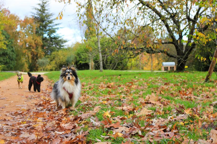 Arboretum de Chatillon-sur-Chalaronne