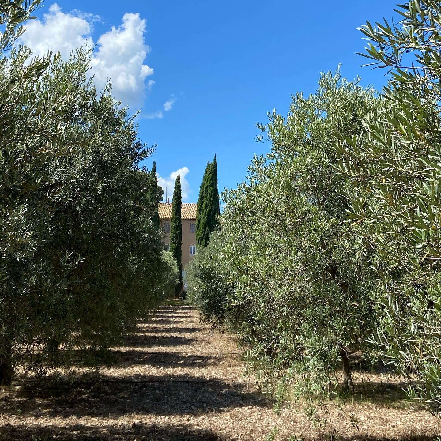 SCEA DOMAINE DE SURIANE, Saint-Chamas - photo 8