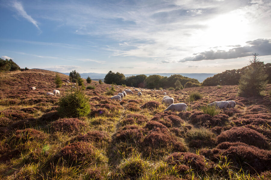 Vue sur la Chaîne des Puys