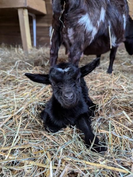 Ferme pédagogique - Les Amismaux de la forêt enchantée