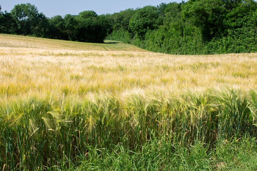 Sentier Bois de Cotance Pérouges