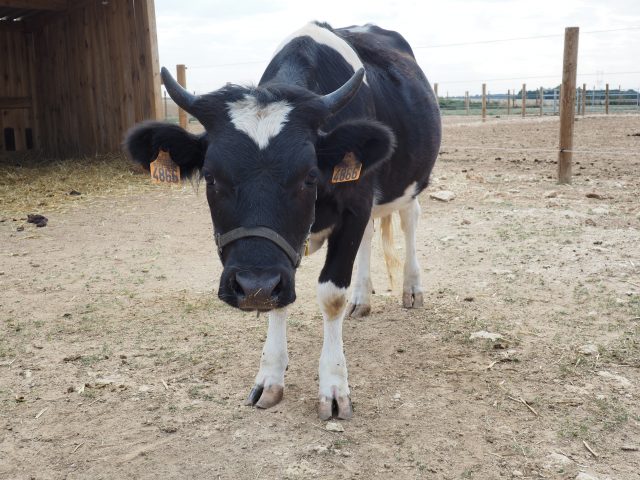 Vache