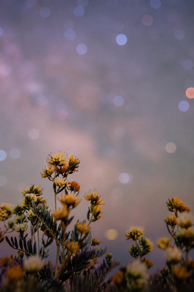 Safari nocturne avec Florent BEAU_Cavalaire-sur-Mer