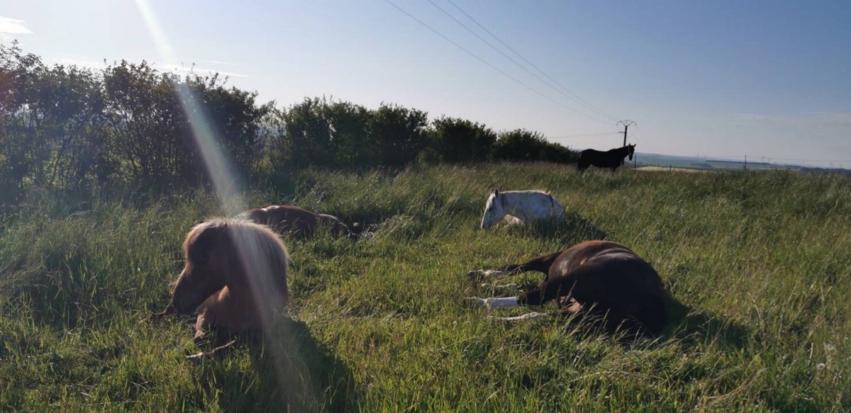 Centre équestre de Menois