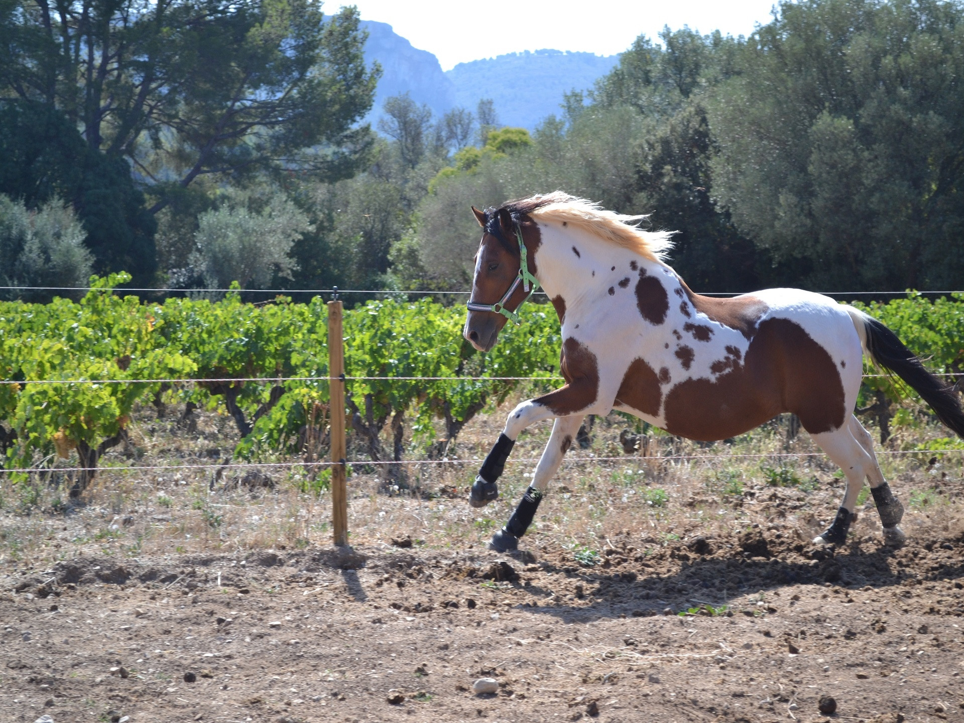 Le Clos d'Albizzi - photo 5