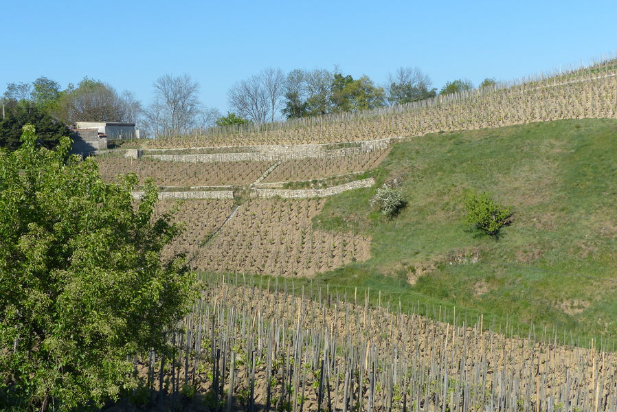 Domaine de la Côte st Epine