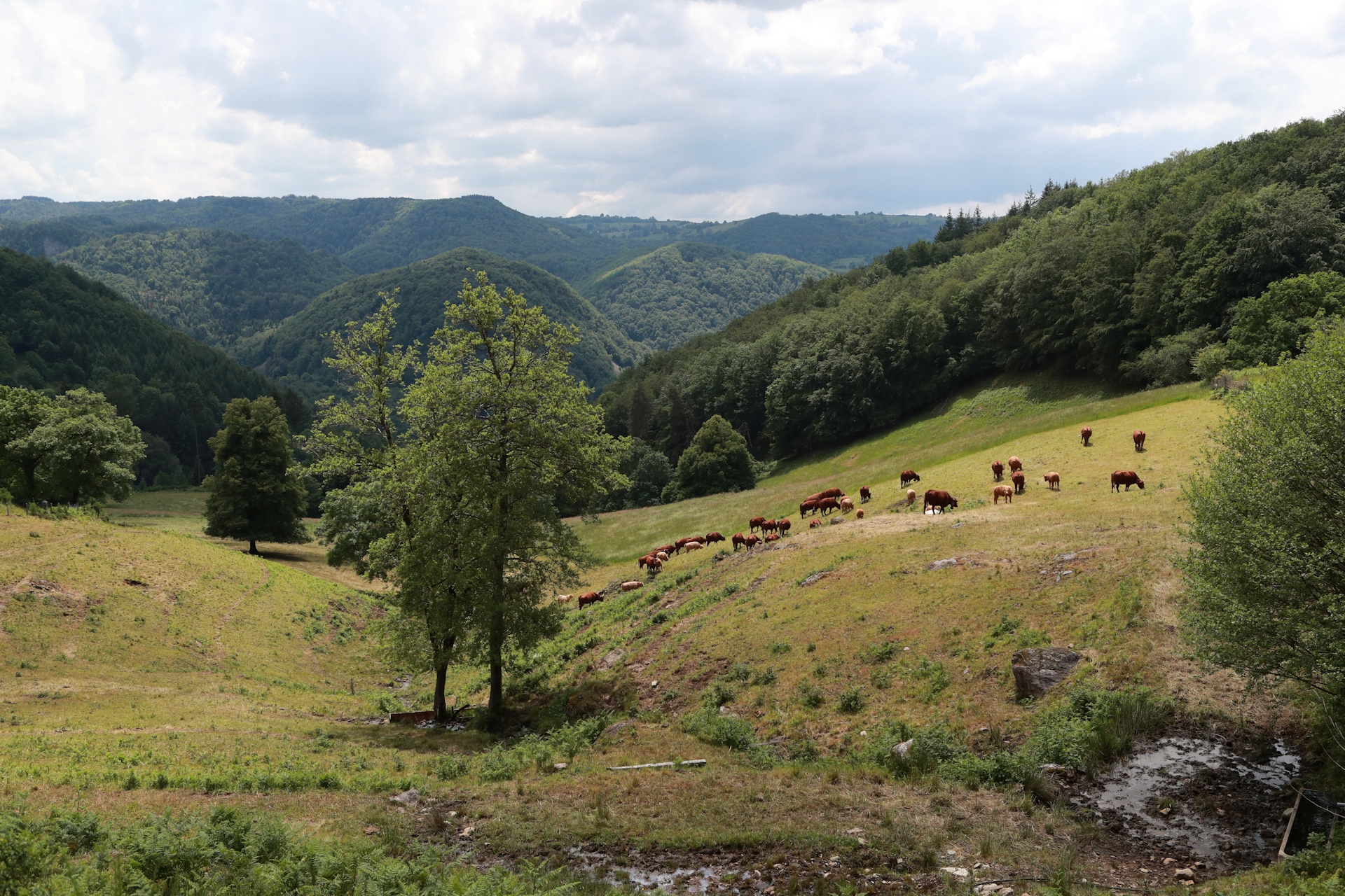 En surplomb des gorges de la Rhue