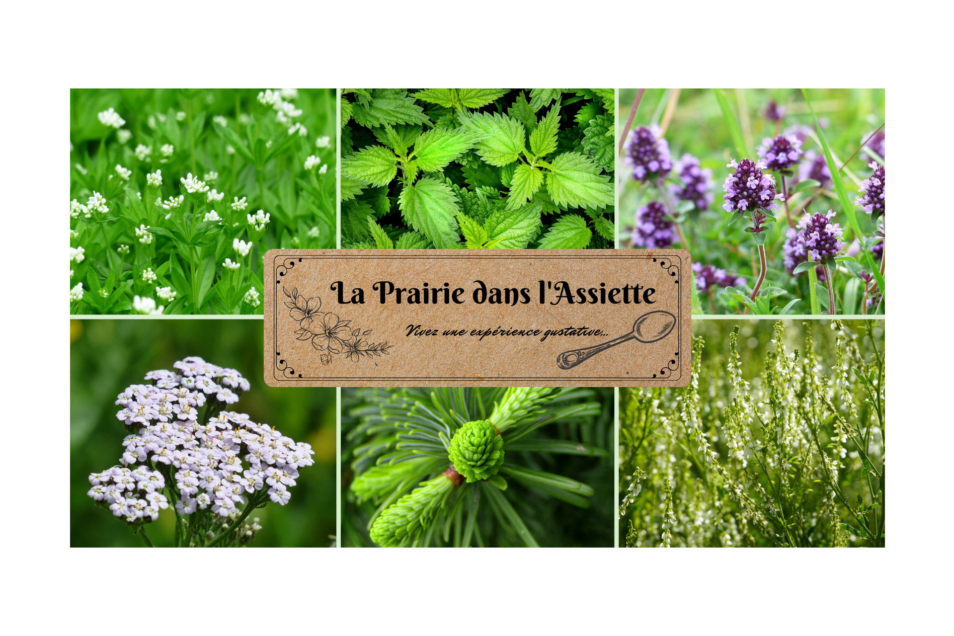 Producteur produit à base de plante sauvage de montagne