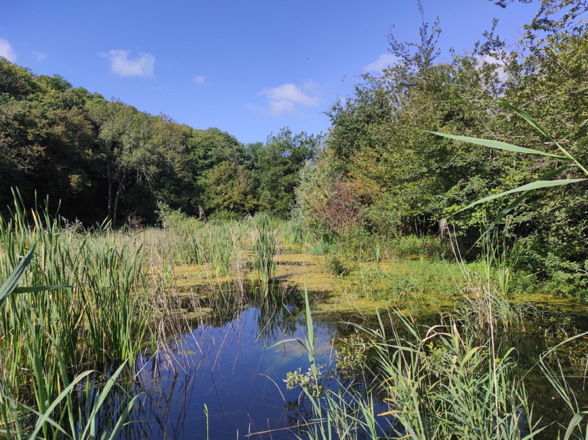 Etangs de Baleinière