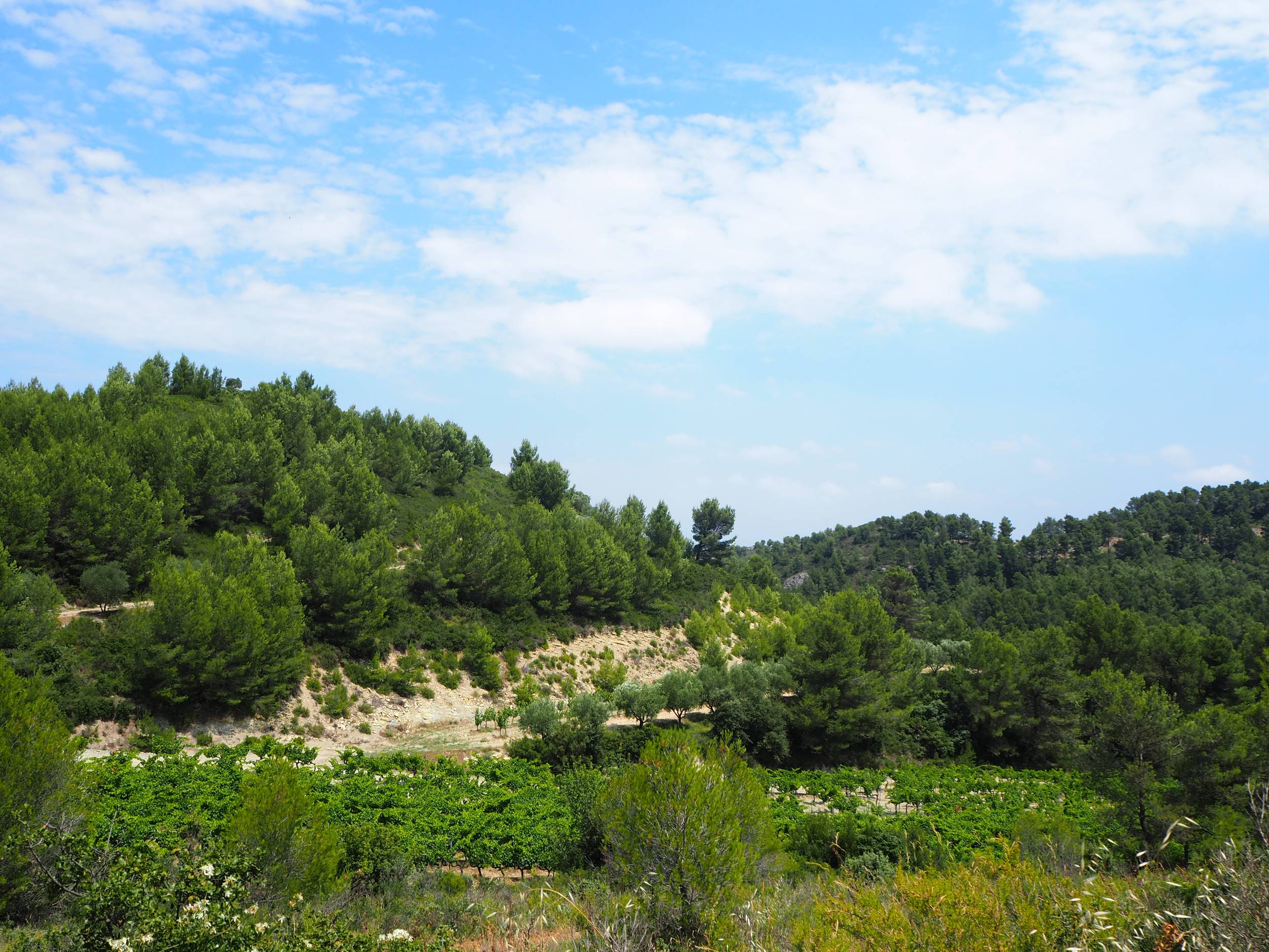 SAINT-ÉTIENNE-DU-GRÈS - La grande pinède des Alpilles, Saint-Étienne-du-Grès - photo 4