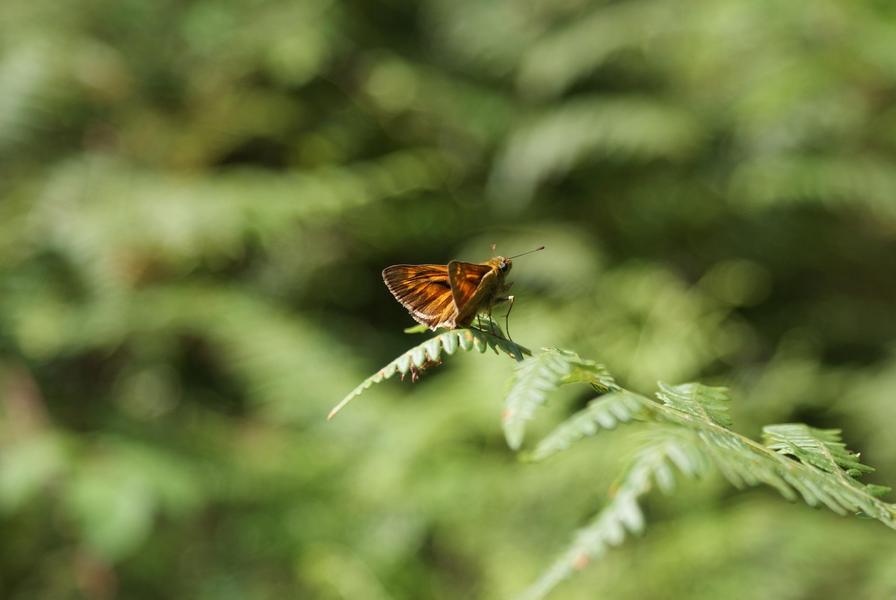 Natura 2000 dans les gorges de la Loire - Exposition_Chambles