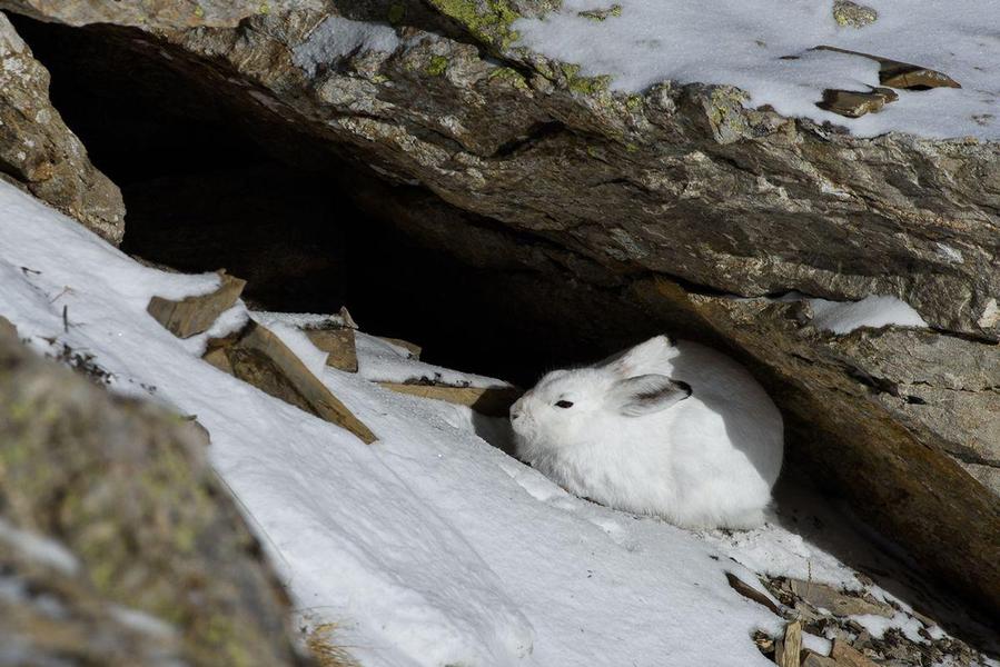 cache d'un lièvre variable - © Cyril Coursier