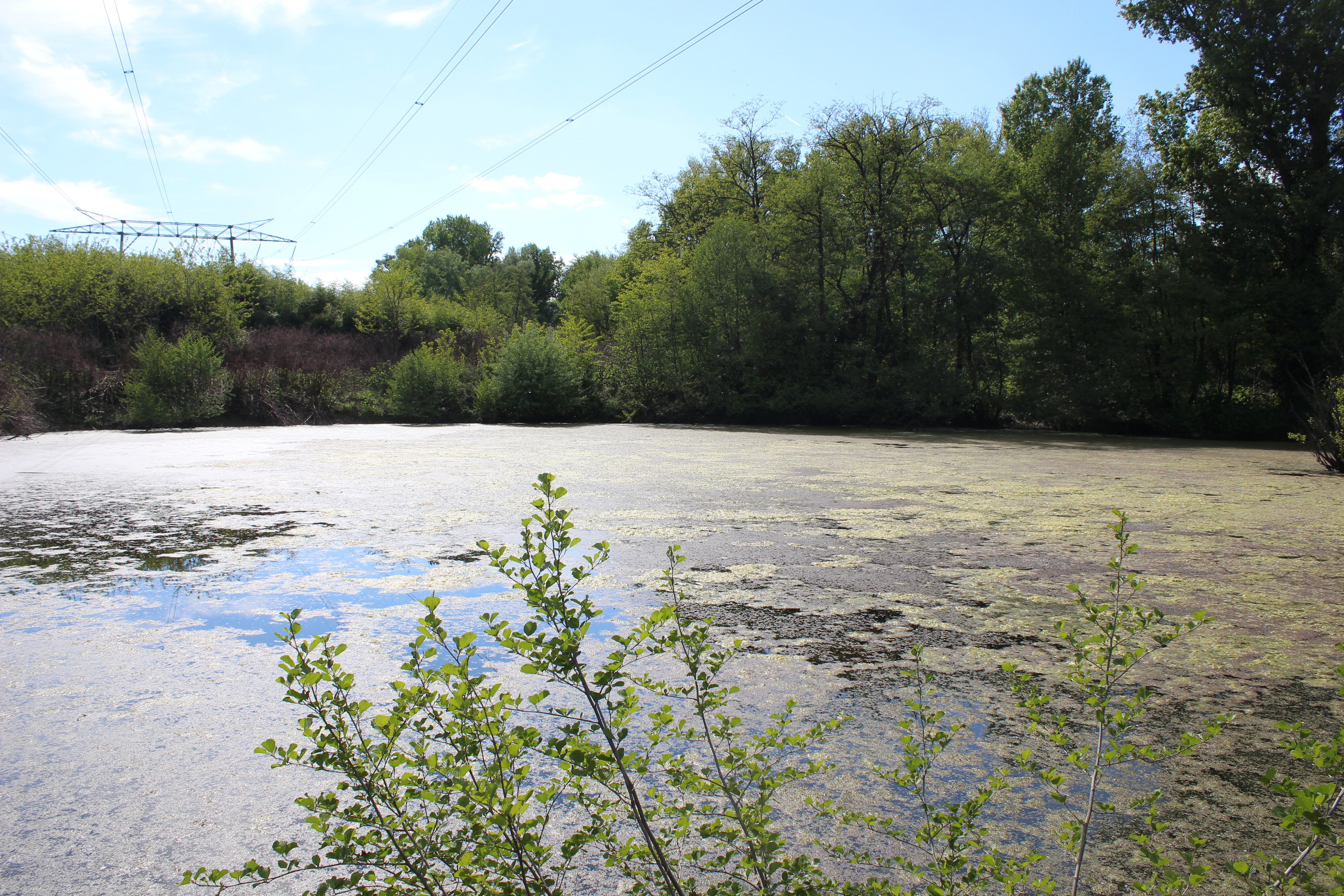 Etang de Marcilly : pêche_Marcilly-d'Azergues