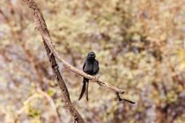 Drongo