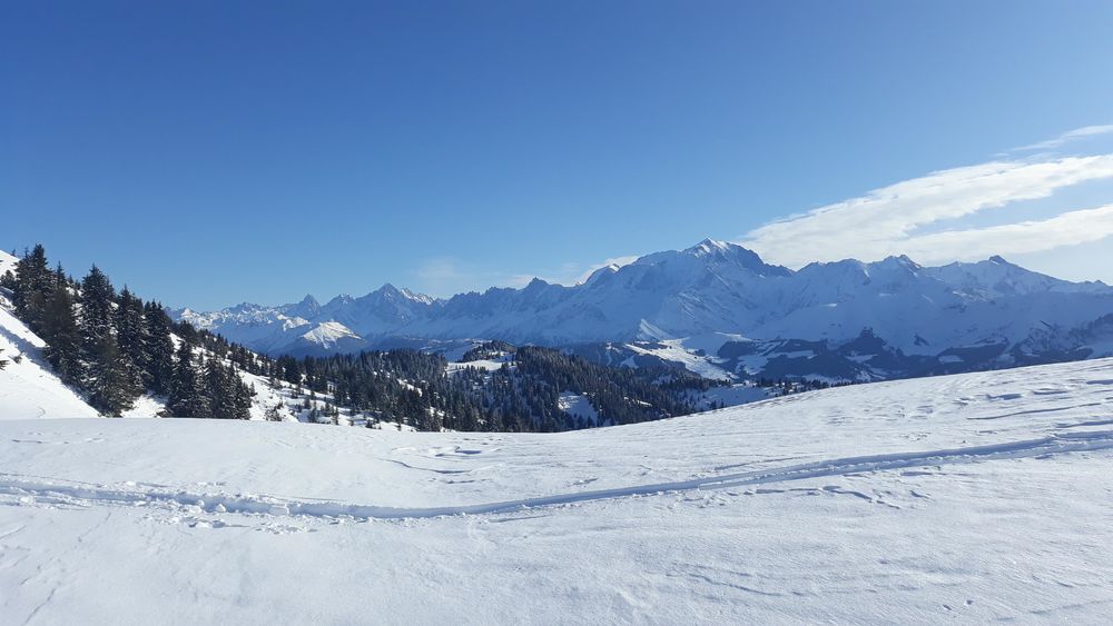 Rose du Chapet - N°8