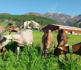 De Ferme en Ferme - La Ferme de La Tournelle_Chamaloc