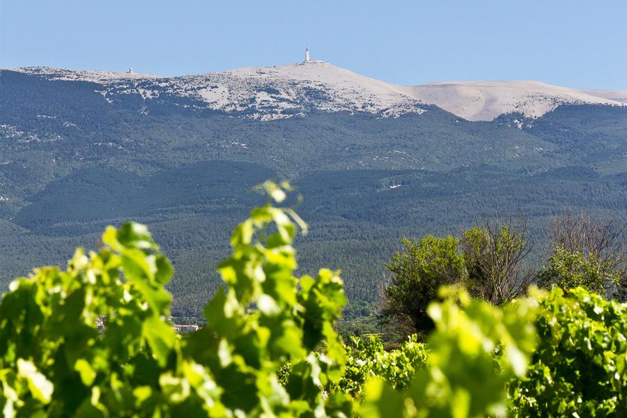 Mont Ventoux Vignes