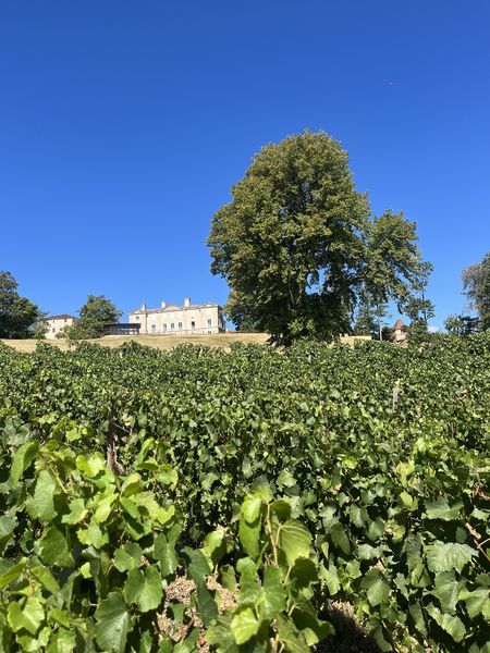 Château de Lachassagne - Château & vignes