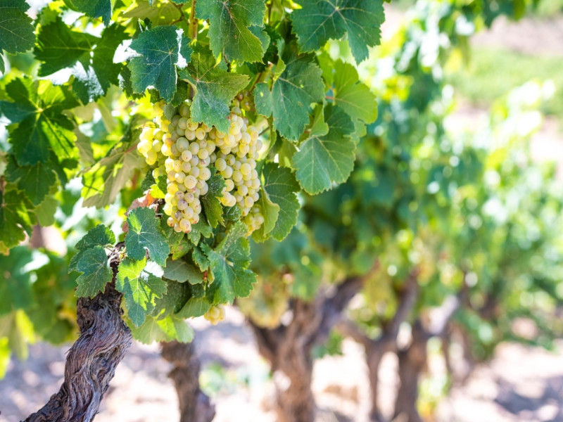 Domaine du Paternel - photo 3